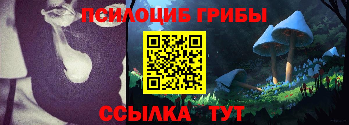 Псилоцибиновые грибы Psilocybine cubensis  Грязи  Псилоцибиновые грибы Cubensis 